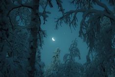 the moon shines brightly through the trees on a snowy night in the woods with snow covered branches