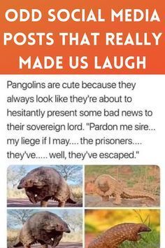 an advertisement with pictures of animals and words that say, odd social media posts that really made us laugh