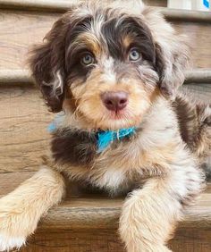 a small dog sitting on top of a wooden step next to a blue and white toothbrush