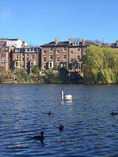 swans and ducks swimming in the water near houses