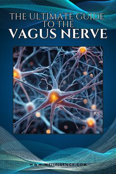 Did you know the vagus nerve is your body's secret weapon for stress relief, better digestion, and heart health? 💆‍♀️ Dive into this ultimate guide to the vagus nerve and discover how you can heal and stimulate it for better overall health. You won’t believe how simple the techniques are! 🧘‍♀️ Click to learn about vagus nerve healing! #VagusNerveHealing #StressRelief #GutHealth Nerve System, Better Digestion, Cortisol Levels, Thyroid Health, Muscle Tension, Psychiatry