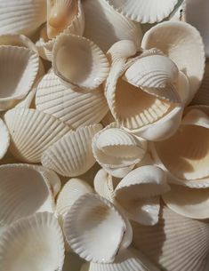 many shells are arranged together on the table