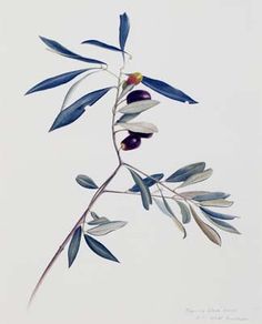 olive branch illustration - Google Search Branch Illustration, Botanical Drawing, Olive Branches, Botanical Illustrations, Collar Bone, Light Touch, Botanical Drawings, Olive Branch, Olive Tree