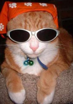 an orange cat wearing sunglasses and a hat