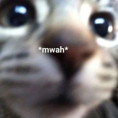 a close up of a cat's face with the word mmwh on it