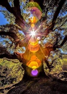 the sun shines brightly through an old tree