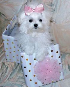 a small white dog wearing a pink bow sitting in a gift box on a bed