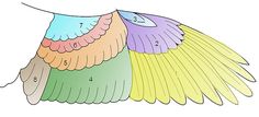 three different colored wings with numbers on the front and bottom one is multicolored