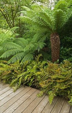 a wooden deck surrounded by lots of green plants and trees in the background is a tall fern tree