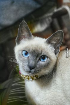 a siamese cat with blue eyes sitting on a chair looking at the camera while wearing a collar