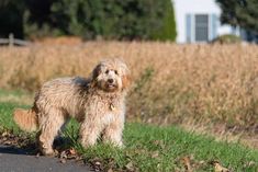 a shaggy haired dog standing on the side of a road next to a grass covered field