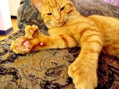 an orange cat laying on top of a couch with its paw in the air and looking at the camera