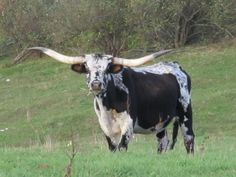 a black and white cow with long horns standing in a field