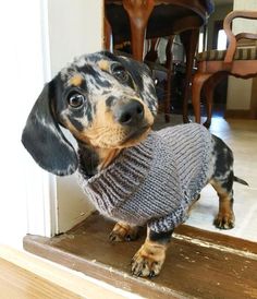 a dachshund dog wearing a sweater on the front door step looking up