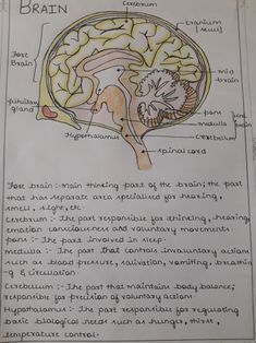 an image of a diagram of the brain and its functions in human anatomy, with caption written below