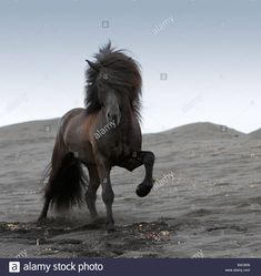 a brown horse running across a sandy field