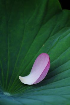 a pink flower sitting on top of a green leaf