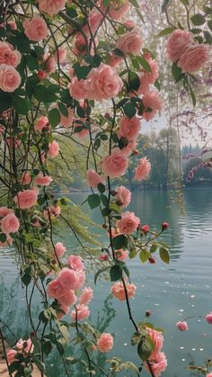 pink roses growing on the branches of a tree over water