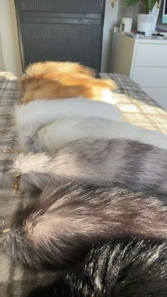 three cats laying on top of a bed next to each other in the same room