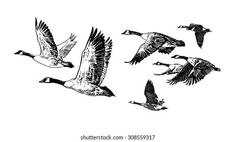 a flock of geese flying in the sky