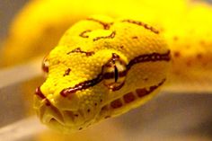 a close up of a yellow snake on a banana