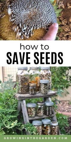 how to save seeds from growing in the garden