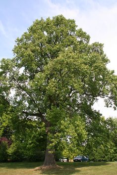 a large green tree sitting in the middle of a park