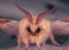 a close up of a small brown and black insect with long, thin wings on it's head