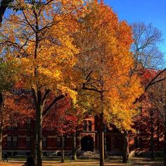 trees with orange and yellow leaves in front of a building