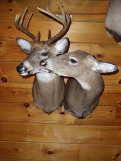 two deer heads mounted to the wall with antlers