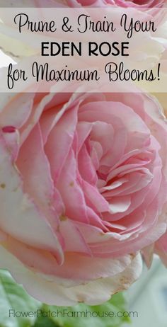 pink and white roses with text overlay that reads prune & inan your eden rose for maximum blooms