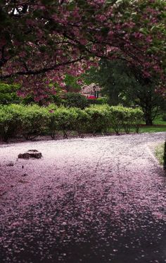 pink flowers are blooming on the ground and trees