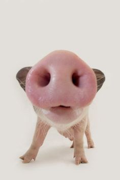 a small pig is standing with its nose open