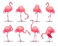 six pink flamingos standing in different positions