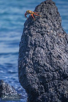 an orange and yellow insect sitting on top of a rock next to the ocean water