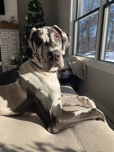 a large dog sitting on top of a couch next to a window