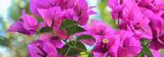 Bougainvillea