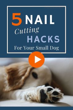 Trimming Small Dogs Nails At Home, how to clip dog nails, how to trim dog nails, trimming dog nails, dog nail trimming, how to trim your dogs nails, how to clip dog nails at home, how to cut dog nails, clipping dog nails, dog nail clipping, how to clip dogs nails at home, small dog nail clipping hacks, small dog nail clipping, dog nail cutting hacks, how to safely cut dogs nails, how to clip dogs nails that hate it, dog grooming at home, Dog grooming for beginners Yorkie Puppy Care, Puppy Dog Pictures, Nail Trimming, Dog Health Tips, Yorkie Puppy, Easy Video, Pet Care Tips, Dog Blog