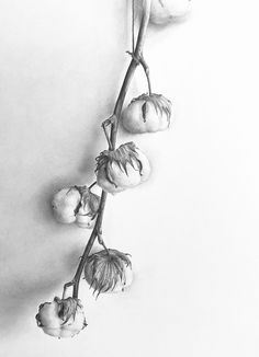 a black and white photo of flowers on a branch