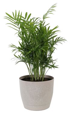 a potted plant with green leaves in it