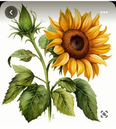 Sunflowers And Bees, Sunflower Watercolor Painting, Sunny Flowers, Sunflower Leaves, Sunflower Illustration, Garden Fence Art, Sunflower Drawing, Peacock Painting, Flower Painting Canvas