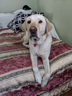 a large white dog laying on top of a bed