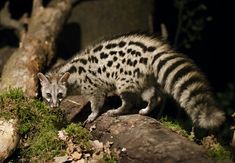 a striped cat walking on top of a rock next to a fallen tree trunk at night