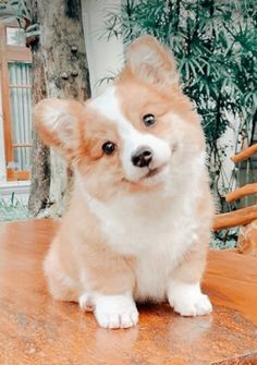 a brown and white dog sitting on top of a wooden table next to a tree