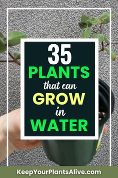 a hand holding a plant with the words 35 plants that can grow in water on it