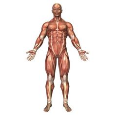 an image of a human body with muscles on the front and back, including the upper half