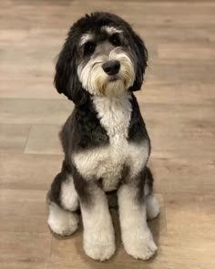 a black and white dog sitting on top of a wooden floor