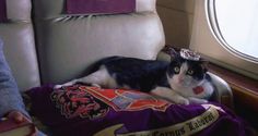 a black and white cat wearing a tiara on an airplane