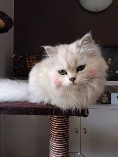 a fluffy white cat sitting on top of a scratching post