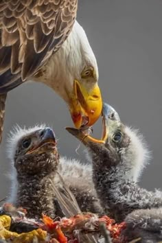 an eagle is feeding its young birds in the nest with it's beak open